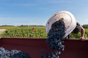 Europe / France / Région Centre - Val de Loire / Monthou sur Cher: Domaine Sauvète, vendange manuelle Cabernet Franc