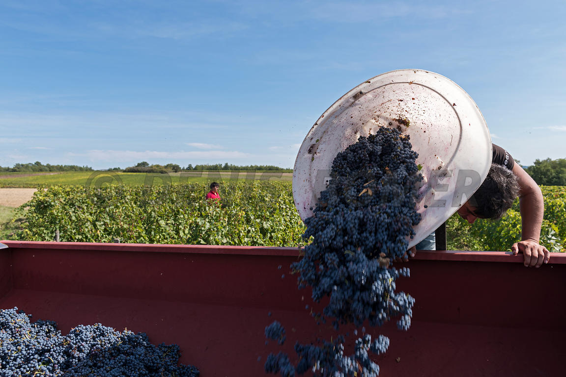Europe / France / Région Centre - Val de Loire / Monthou sur Cher: Domaine Sauvète, vendange manuelle Cabernet Franc