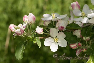 Malus pumila