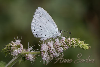 Celastrina argiolus