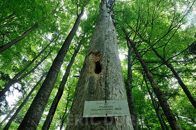 Forêt primaire de Rajhenavski Rog
