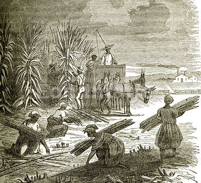 Slaves gather sugar cane