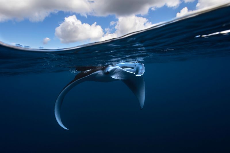 Little Manta ray