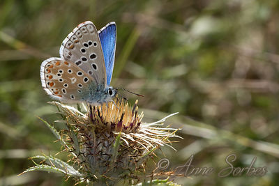 Polyommatus bellargus