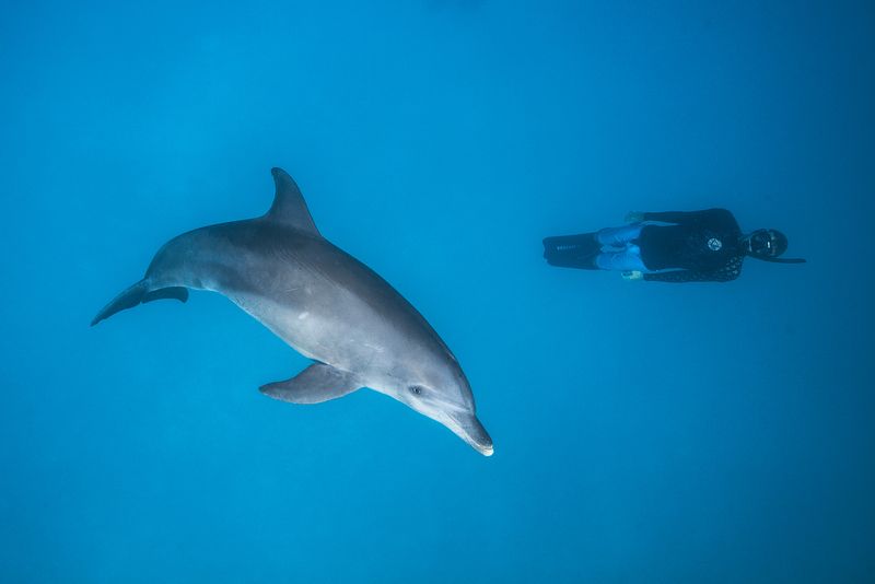 Dauphin et plongeur