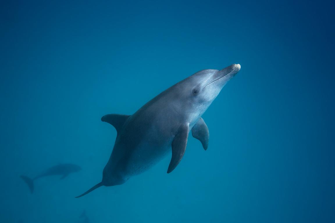 Bottlenose dolphin - Underwater photography