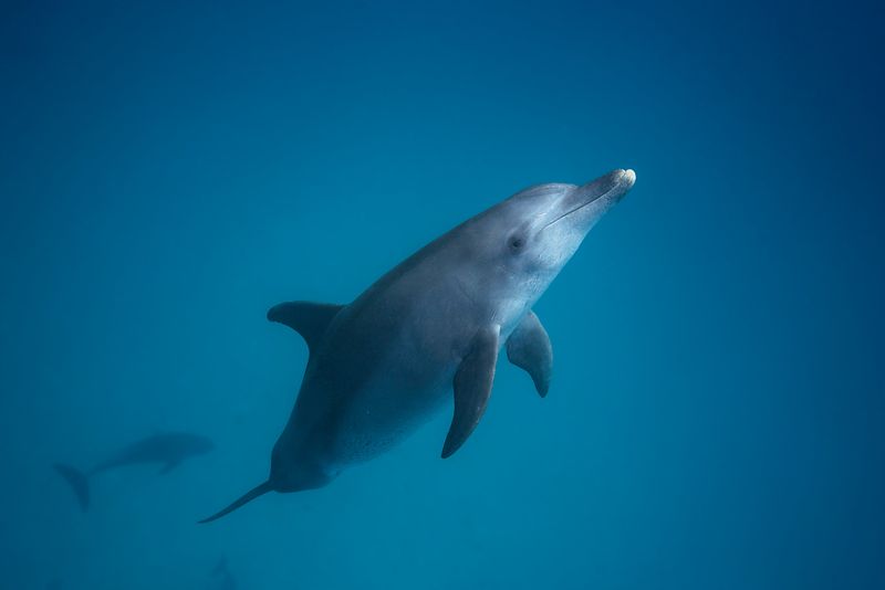 Bottlenose dolphin - Underwater photography