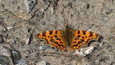 Polygonia c-album
