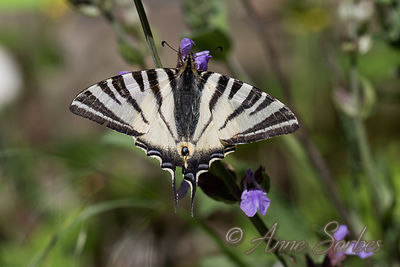 Iphiclides podalirius