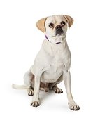 White Pug Crossbreed Dog Sitting