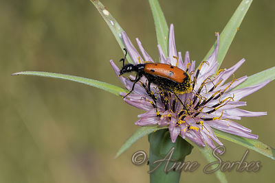 Mylabris quadripunctata