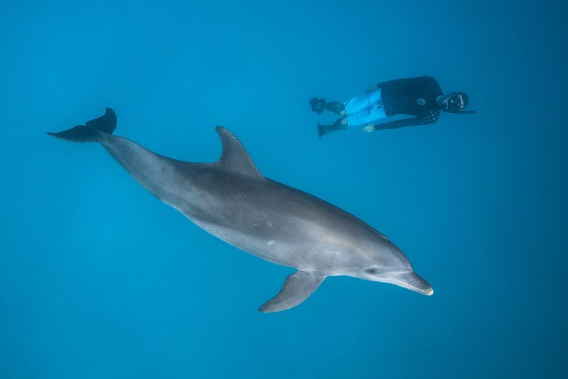 Dolphin and freediver