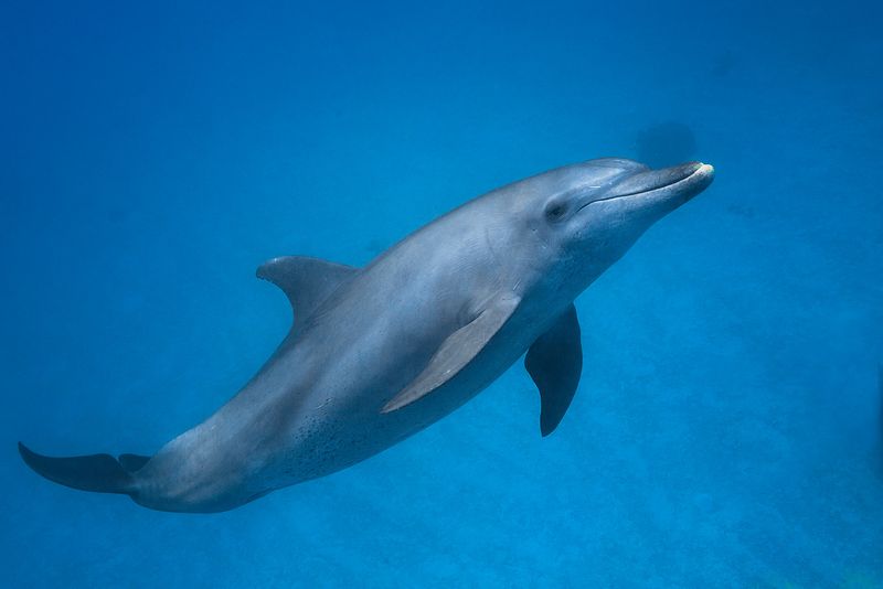Dolphin