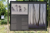 Trees, woods and forests