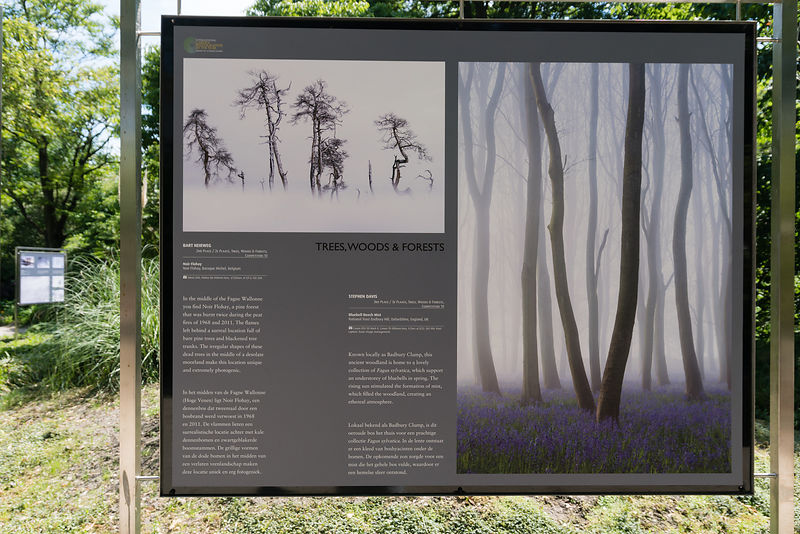 Trees, woods and forests