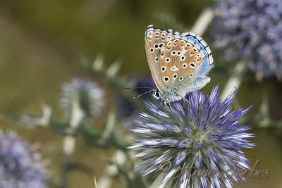 Polyommatus bellargus