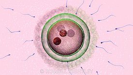 Fertilisation #4