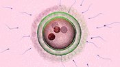 Fertilisation #4