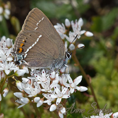 Satyrium spini