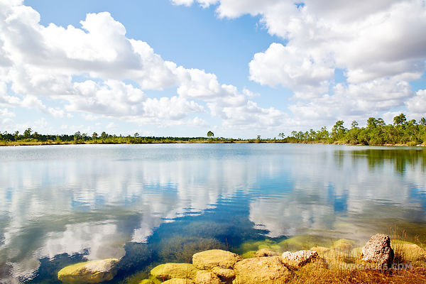 PINE GLADES LAKE EVERGLADES NATIONAL PARK FLORIDA