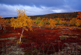 Sparse mountain birches, taiga-tundra transition zone