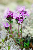 Breckland Thyme