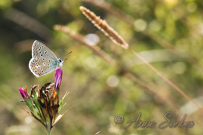 Polyommatus icarus