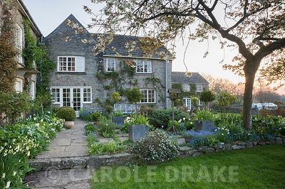 Terrace beside the house full of self seeded forget-me-nots, white tulips, herbs and standard roses below a spreading cherry tree. Brilley Court Farm, Whitney-on-Wye, Herefordshire, UK