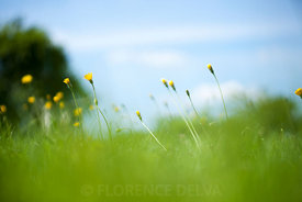 Grass