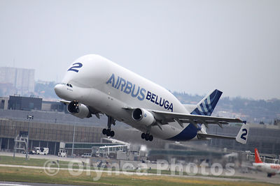 BELUGA