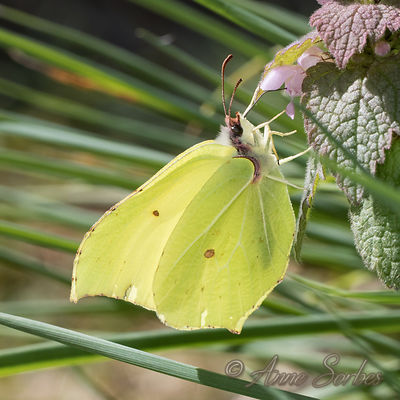 Gonepteryx rhamni