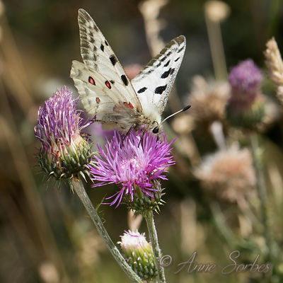 Parnassius apollo