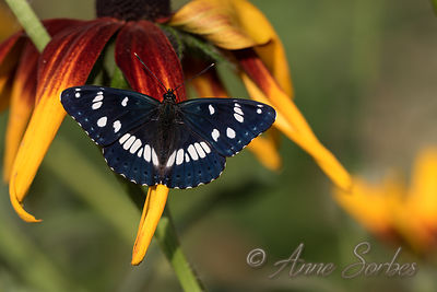 Limenitis reducta