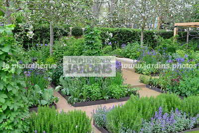 Petit potager en carré, urbain, Style champêtre contemporain : Rosmarinus officinalis, Nepeta faassenii 'Blauknirps', Iris sibirica 'Tropic Night'. Paysagiste : Adam Frost, CFS, Angleterre