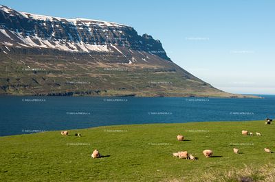 Iceland