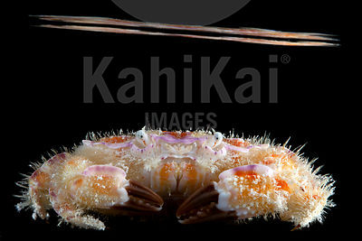Platypodia sp.