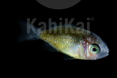 Undetermined juvenile fish