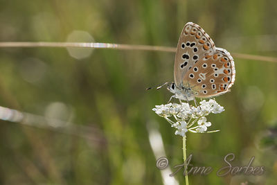 Lysandra bellargus