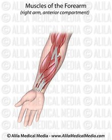 Alila Medical Media | Bones, Joints and Muscles Images