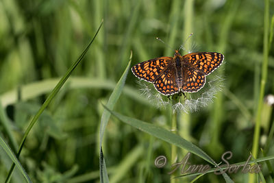 Melitaea phoebe