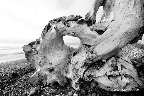 DRIFTWOOD RIALTO BEACH OLYMPIC NATIONAL PARK WASHINGTON BLACK AND WHITE