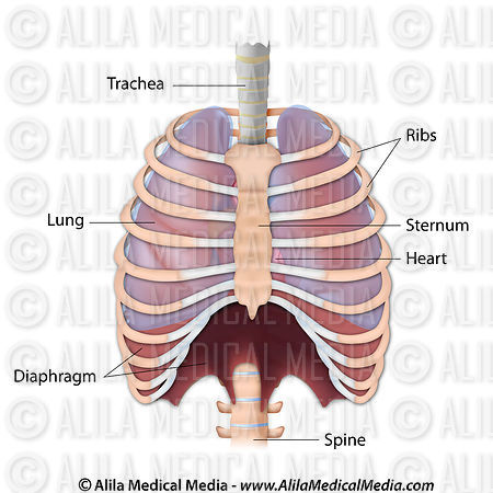 Alila Medical Media | The thorax anterior view, labeled. | Medical