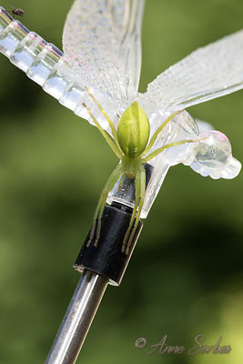 Micrommata sp.