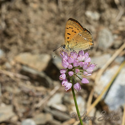 Lycaena virgaureae