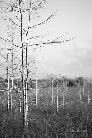 DWARF CYPRESS EVERGLADES NATIONAL PARK FLORIDA BLACK AND WHITE
