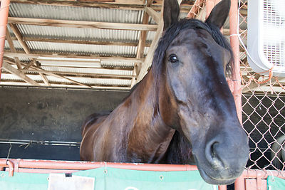 Lazarus, Percheron, horse--a gentle giant