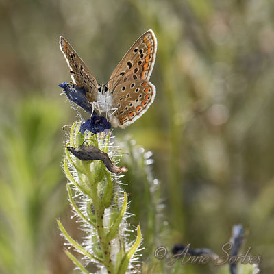 Polyommatus icarus