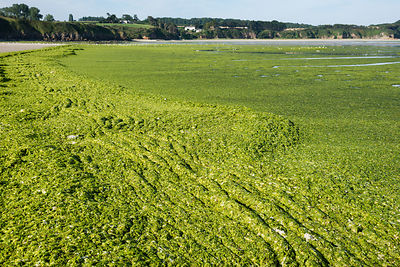 Marée d'algues vertes plage de St-Maurice et à l'embouchure du Gouessant, au loin les plages de Carrieux et La Granville, anse de Morieux, réserve naturelle de la baie de St-Brieuc.