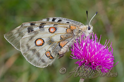 Parnassius apollo
