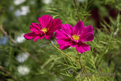 Cosmos bipinnatus
